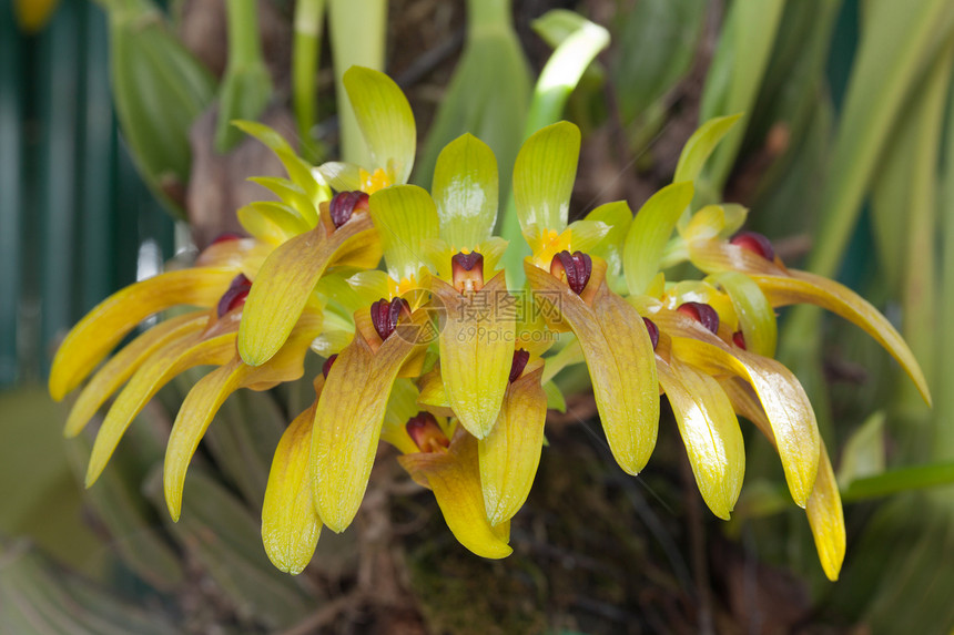 兰花温泉植物花园礼物展示植物群植物学热带异国花瓣图片