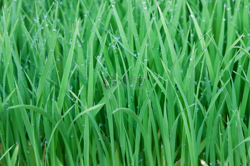 年青稻米植物草皮叶子稻田环境公园园艺生长牧场食物图片