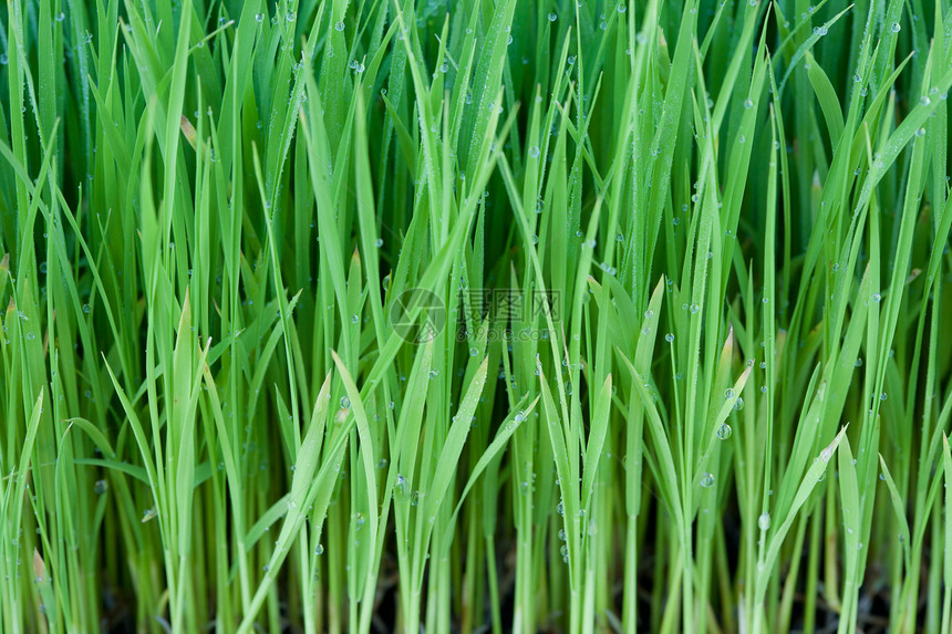 年青稻米植物生长环境牧场叶子草本植物食物稻田公园季节图片