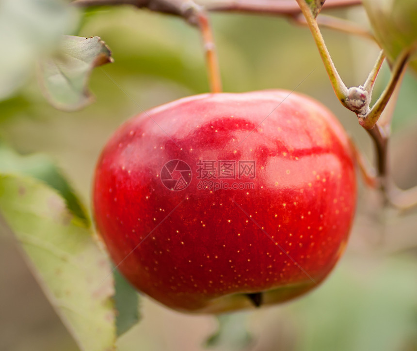 一个红苹果在一个分支上图片