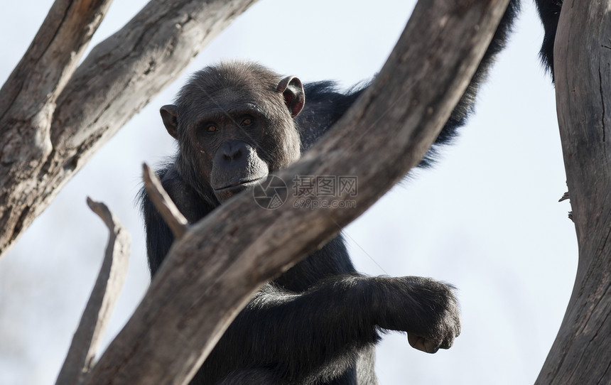 黑猩猩动物水平濒危哺乳动物野生动物灵长类动物园图片