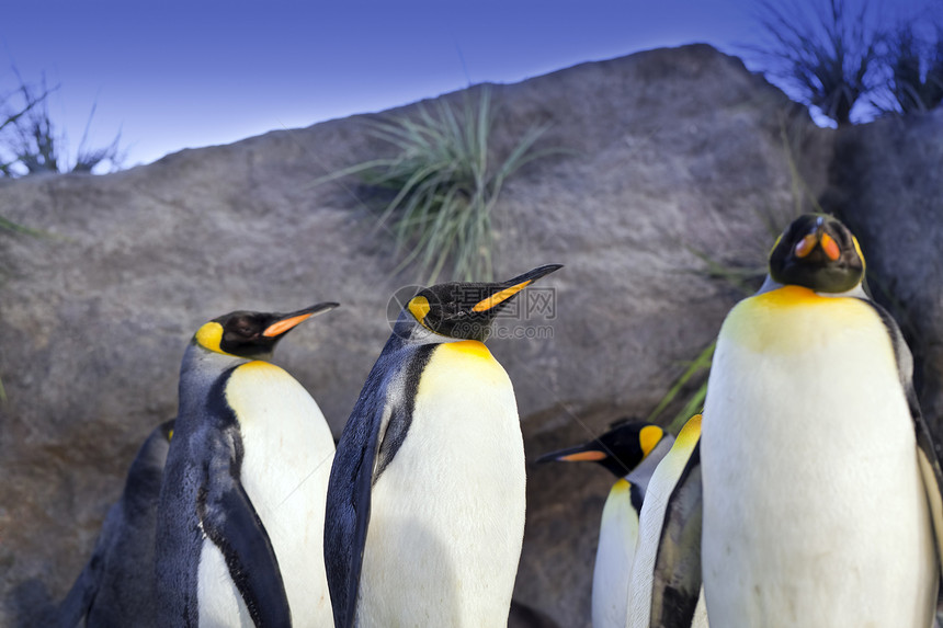 企鹅王水平殖民地团体动物野生动物图片