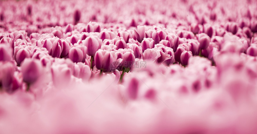 粉色郁金香花店季节场地生长花瓣植物群花朵公园植物叶子图片