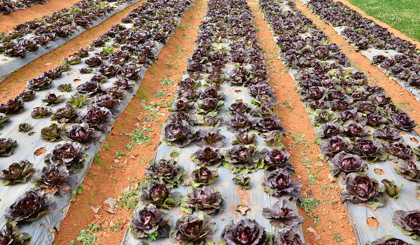 蔬菜花园生产场地食物农田园艺国家农业植物土壤沙拉图片