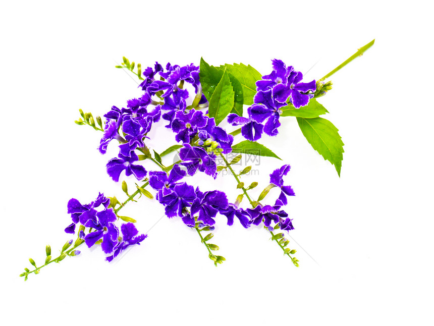 的 Duranta 立体紫色情调明信片异国植物群花瓣植物绿色生长宏观花园图片