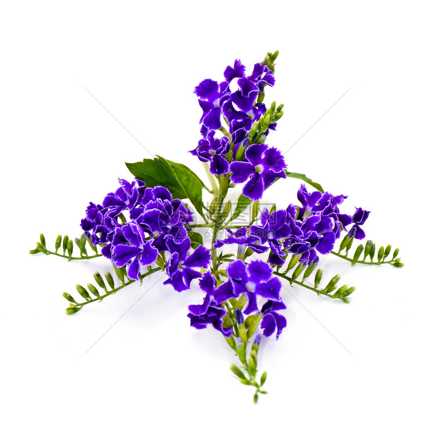 的 Duranta 立体紫色异国植物明信片生长植物学笔记花园绿色宏观情调图片