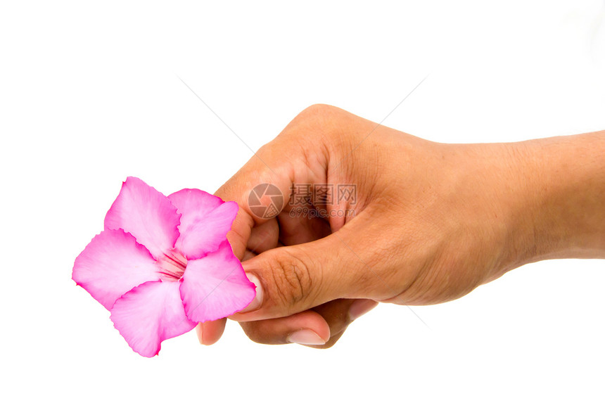 手握粉花粉色叶子脆弱性花园园艺生长环境幼苗植物学生活图片