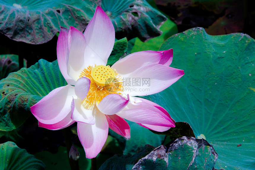 粉色莲花 莲花是布泽的重要象征百合漂浮宗教花园沉思冥想环境池塘植物佛教徒图片