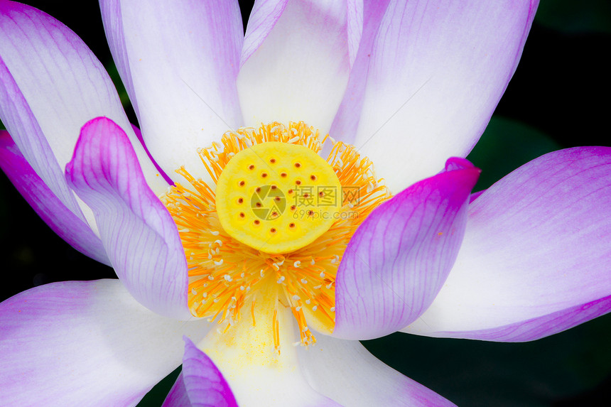 粉粉莲花朵 莲花花是其中一个重要的符号图片