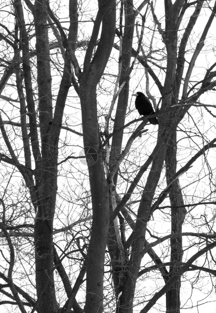 树上的乌鸦动物群掠夺分支机构树干黑色公园森林白色图片