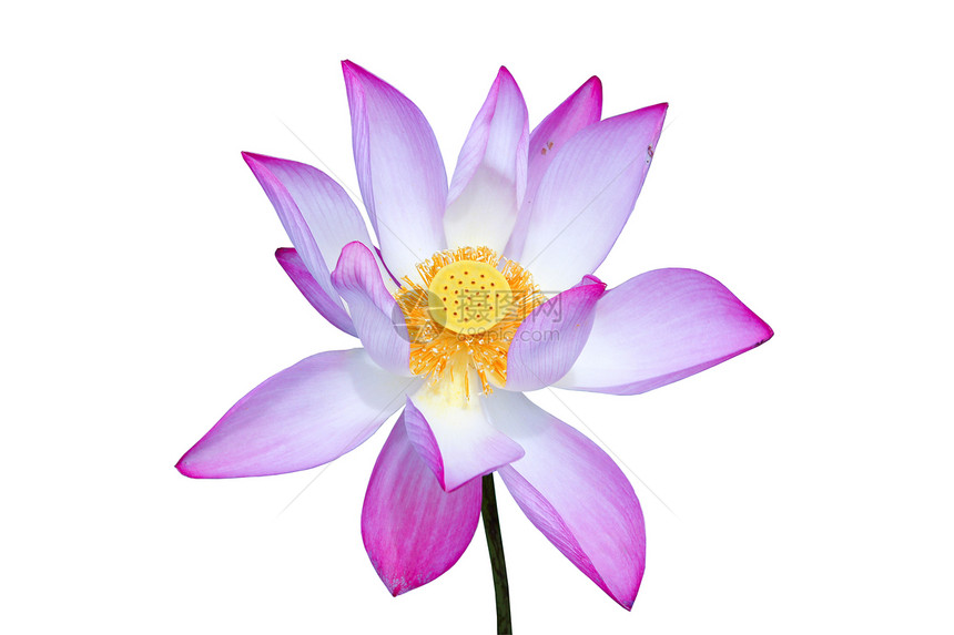 粉色莲花 莲花是布泽的重要象征环境植物沉思冥想反射绿色漂浮佛教徒花园百合图片
