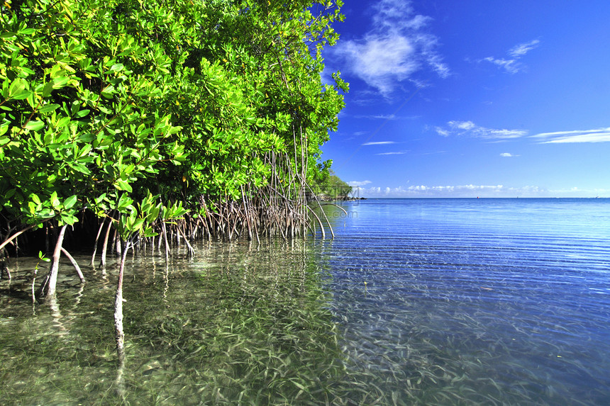 红树林环礁湖图片