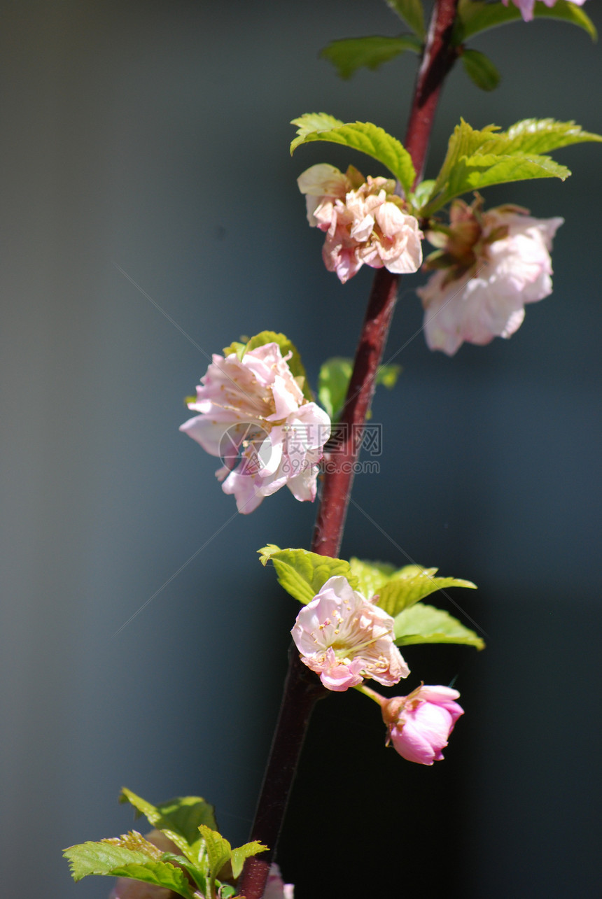 盛开的樱花树白色粉色树叶花朵图片