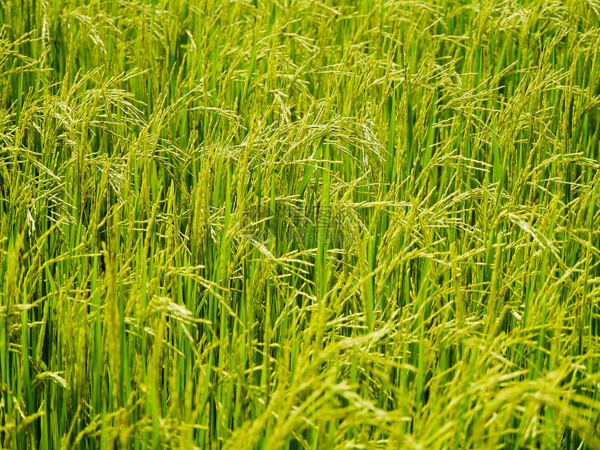 稻米田植物学农场农村树叶场地绿色食物植物群黄色收成图片