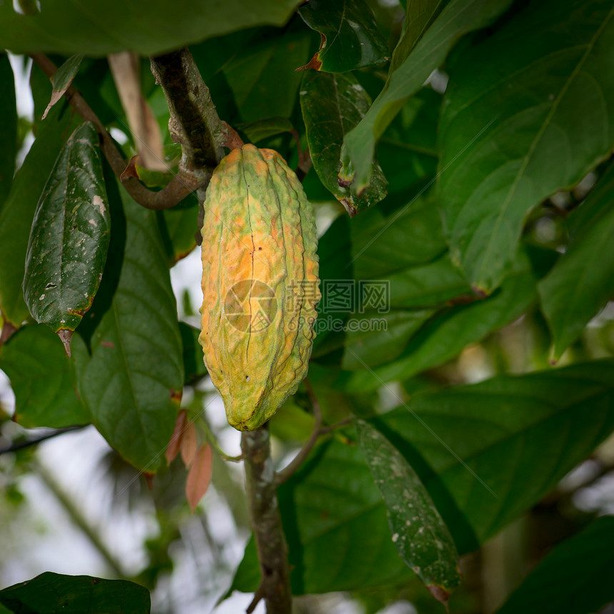 树上的可可豆树干叶子热带情调种子生长可可巧克力食物花园图片