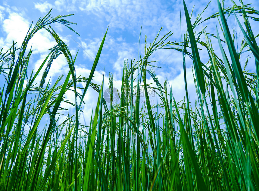 稻米田食物白色植物群树叶黄色农场农村绿色植物学花园图片