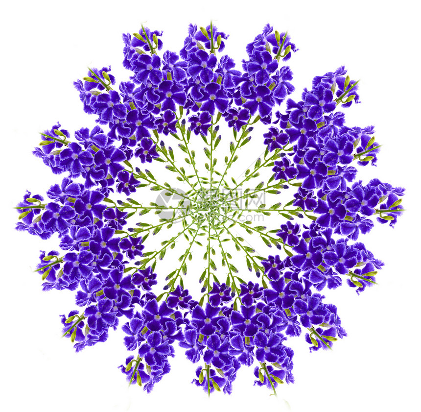 的 Duranta 立体紫色绿色花瓣植物生长情调笔记植物学花园明信片叶子图片