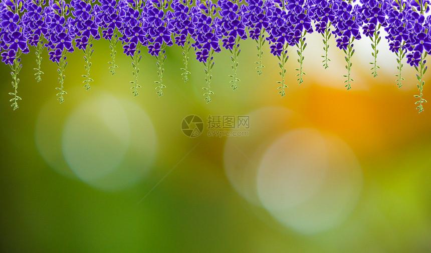 的 Duranta 立体紫色绿色异国花园情调笔记明信片花瓣叶子植物学植物群图片