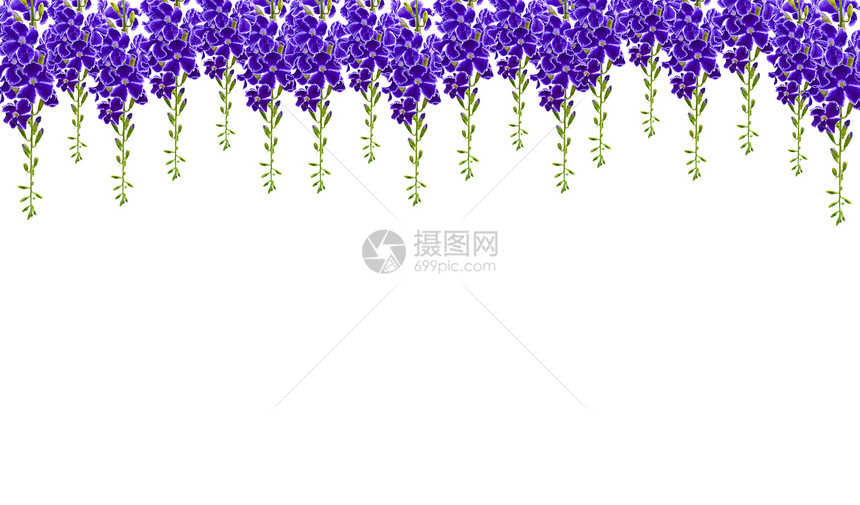 的 Duranta 立体紫色植物学叶子绿色明信片花瓣笔记植物群情调花园异国图片