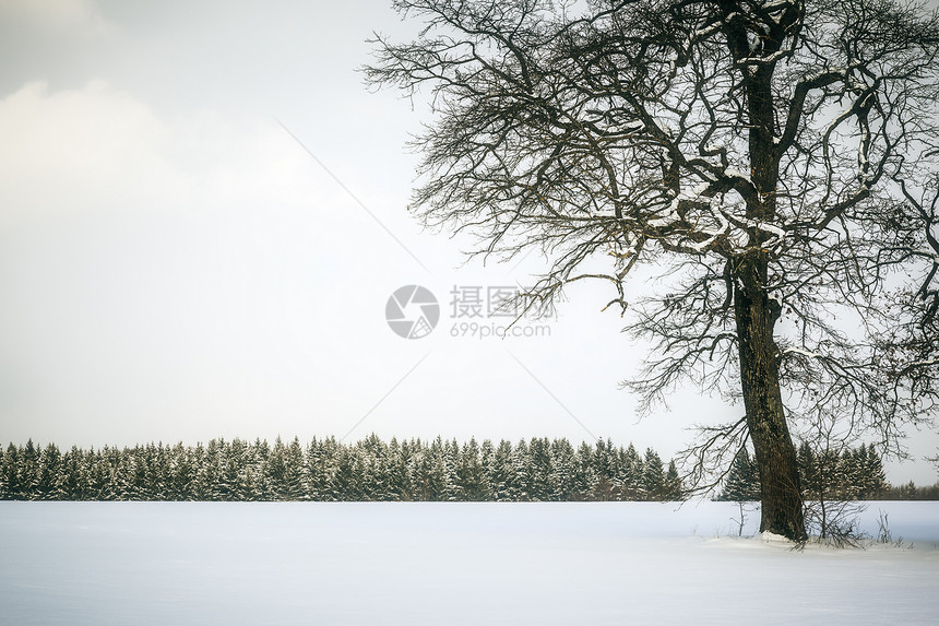 冬树冻结季节天气橡木场地晴天天空场景木头森林图片