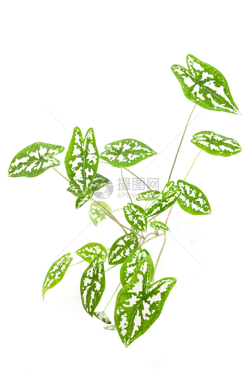绿色绿植物叶子热带植物学静脉白色环境园艺活力灌木丛图片