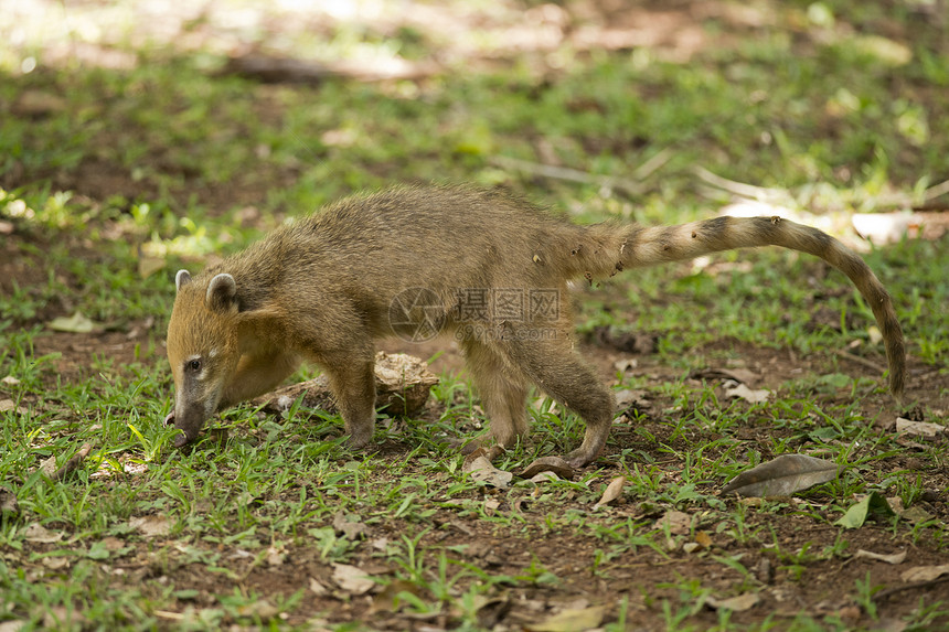Coati在草地上行走毛皮鼻子食肉棕色浣熊荒野森林动物野生动物猎人图片