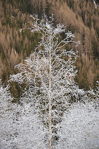 霜冻树木高山高清图片