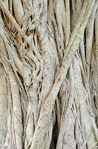 树热带树干植物树皮生长森林背景图片