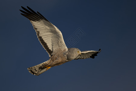 拉古纳尼梅兹南美洲鹰科高清图片