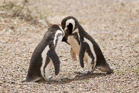 加油两只企鹅两只磁力企鹅在玩背景