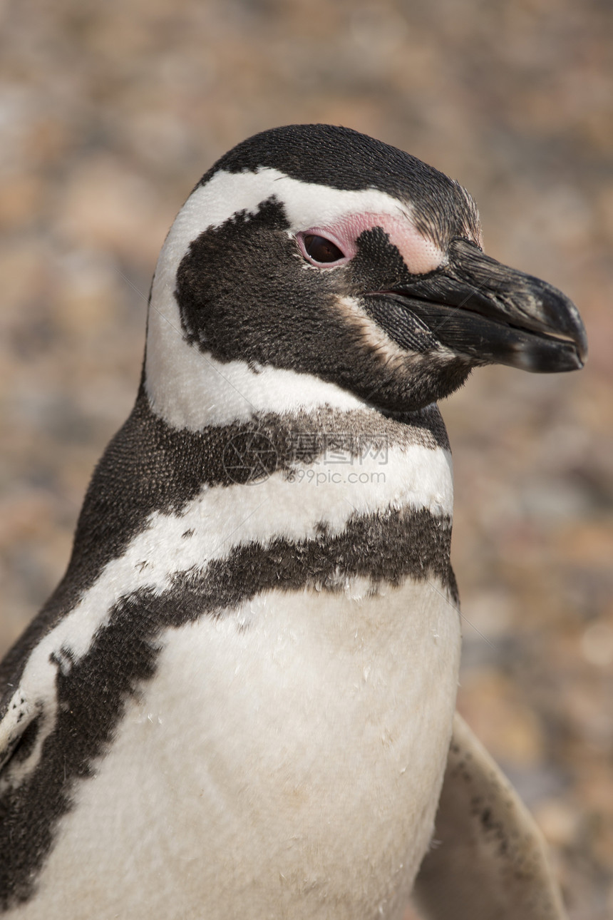 磁力企鹅肖像海鸟动物荒野野生动物动物群图片