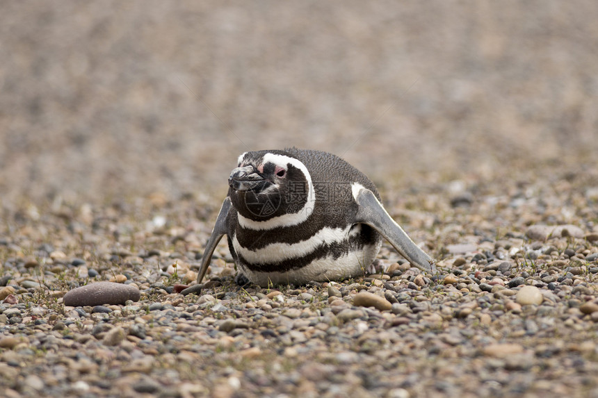 磁力企鹅动物野生动物海鸟荒野动物群图片