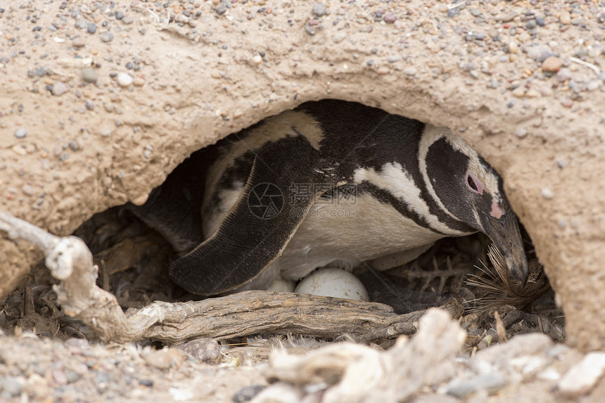 磁力企鹅繁殖动物群海鸟黑与白动物野生动物荒野图片