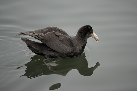 南方巨石协会野生动物海洋海燕鸟类账单藻类高清图片