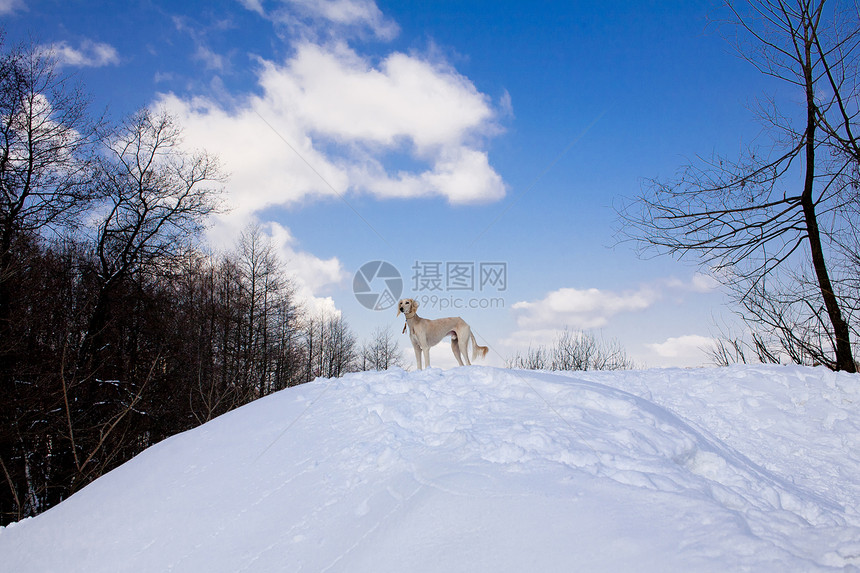 白沙露晴天宠物黑色阳光白色水平森林动物猎犬爬坡图片