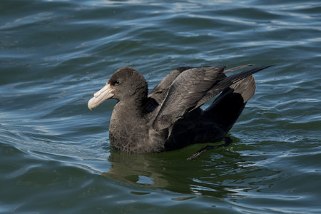 南方巨石协会账单藻类野生动物海洋鸟类海燕高清图片