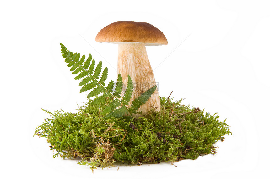 一个蘑菇图片