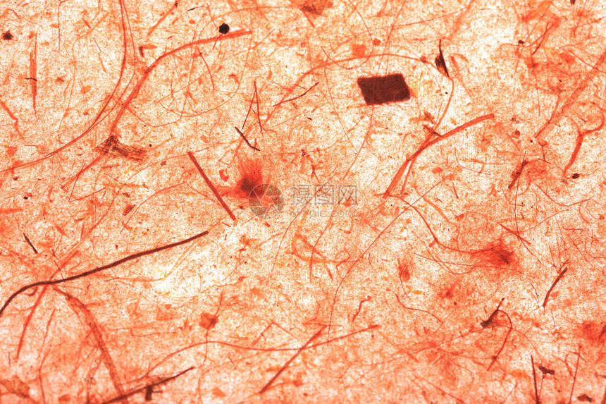 纸张结构纤维组织材料图片