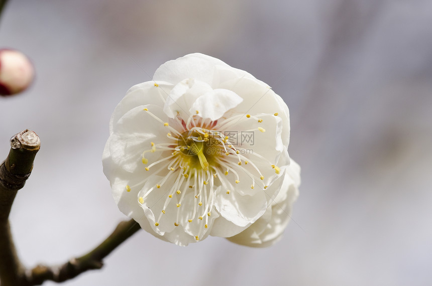 梅花花粉母亲李子季节花瓣宏观植物群节日植物学植物图片