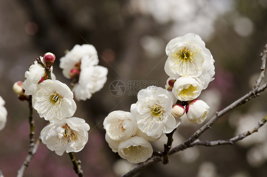 梅花母亲宏观植物节日植物群李子季节花瓣美丽花粉图片