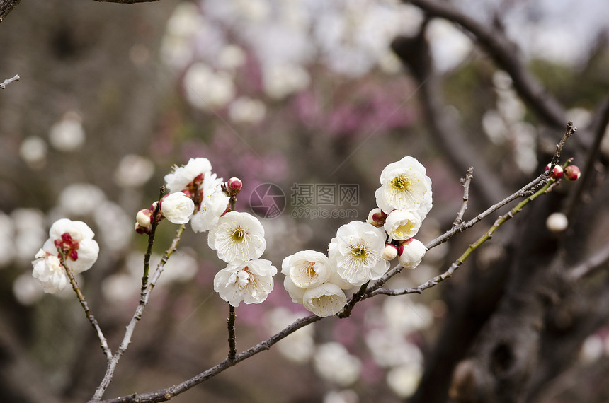 梅花植物群花瓣植物花粉美丽节日季节李子宏观植物学图片