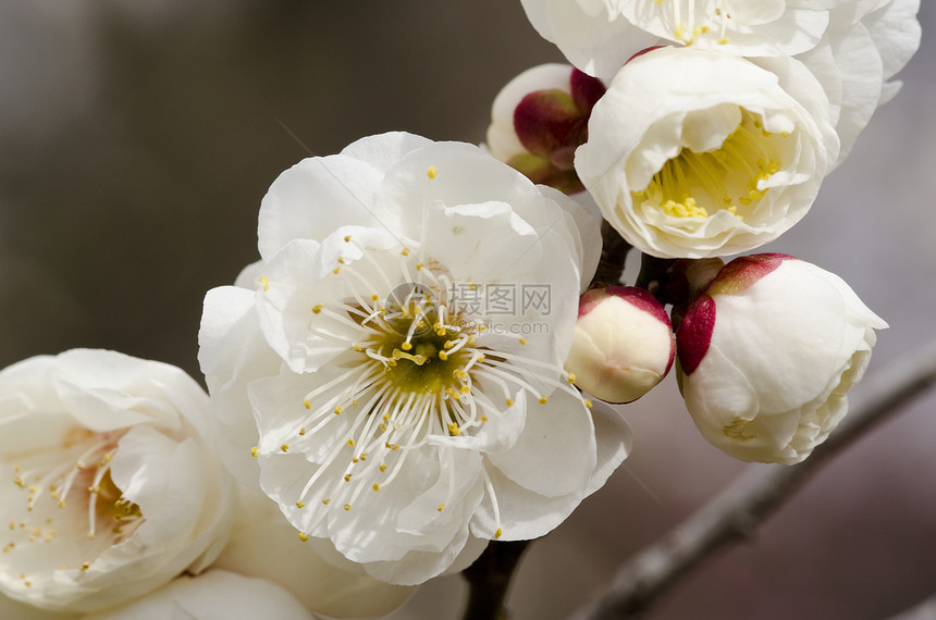 梅花美丽季节节日李子植物学植物群宏观母亲花瓣花粉图片