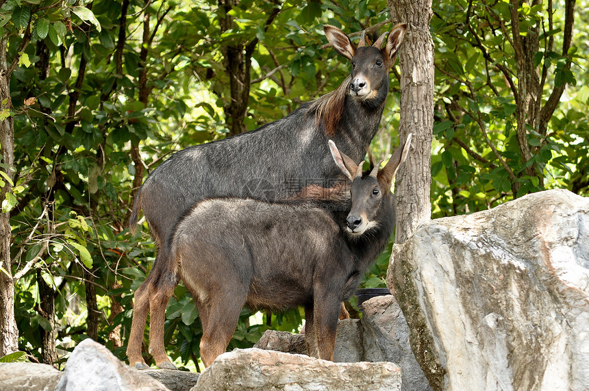 塞罗野生动物生物哺乳动物羚羊森林山羊荒野血清叶子热带图片