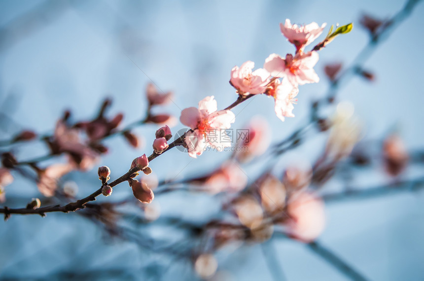 春桃树花季节雌蕊园艺果园粉色花瓣脆弱性植物绿色树叶图片