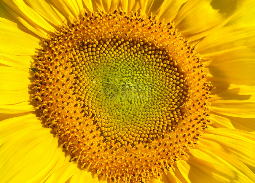 向日葵蜜蜂好天气花粉宏观收成旅游储存农民灰尘阳光图片
