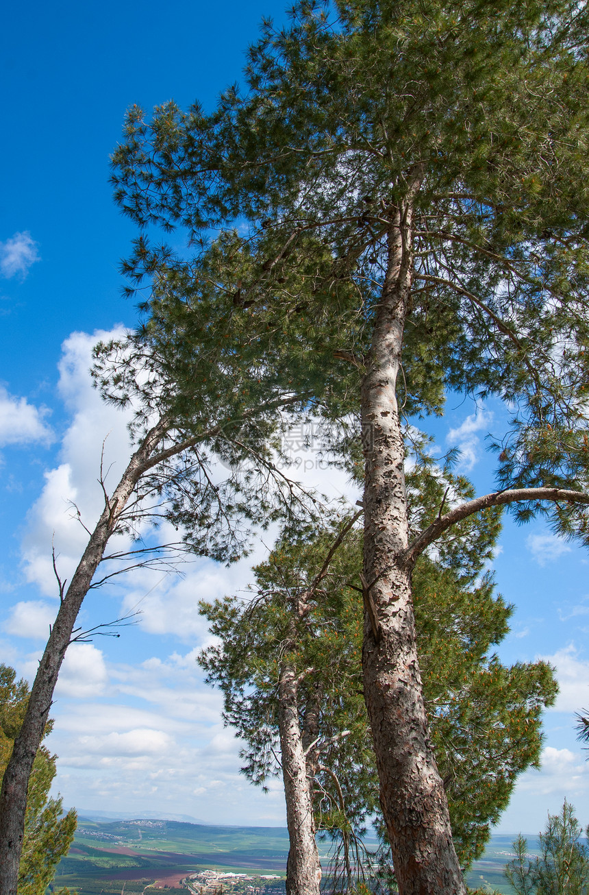 蓝天空背景上的树冠状树冠树干橙子叶子晴天生活蓝色风景植物森林季节图片
