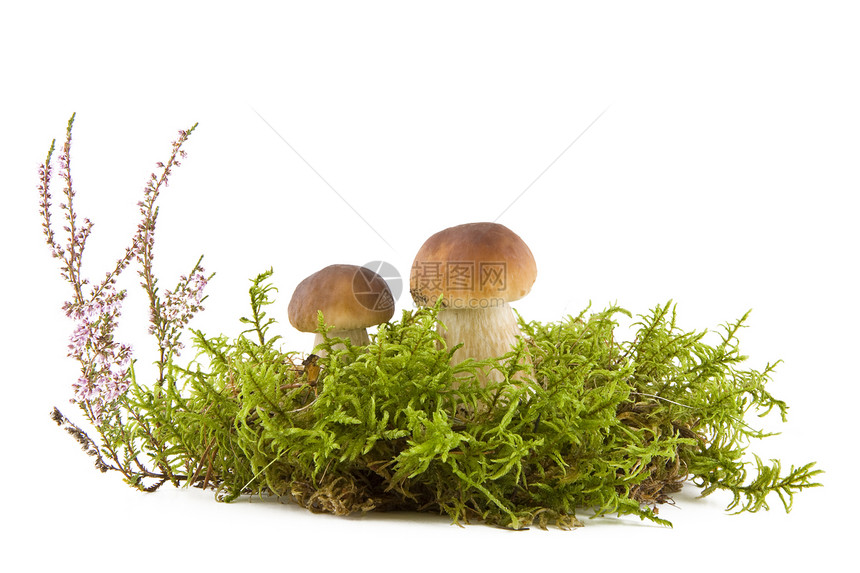 两片新鲜蘑菇图片
