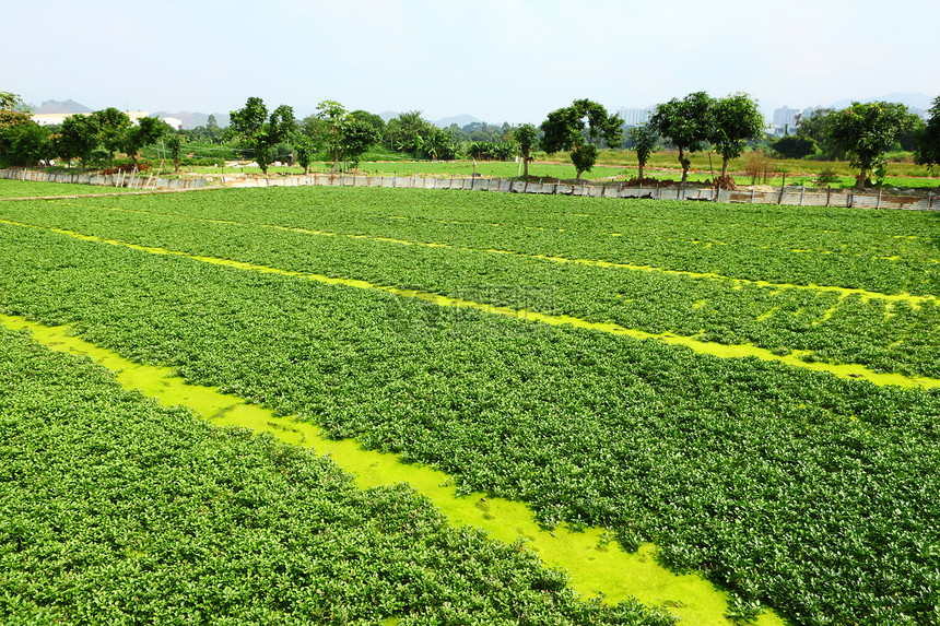 字段国家种植食物草药场地蔬菜农村破坏绿色农民图片