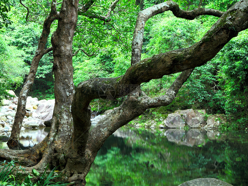 林里有水和树环境荒野风景天堂阳光溪流晴天森林石头流动图片