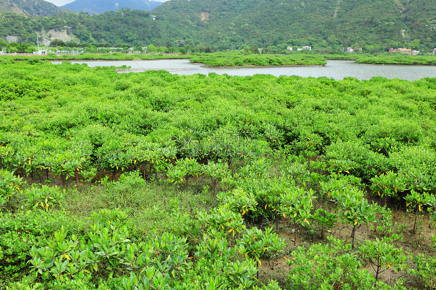 红树林海洋热带叶子野生动物沼泽树木红树河口根茎荒野图片